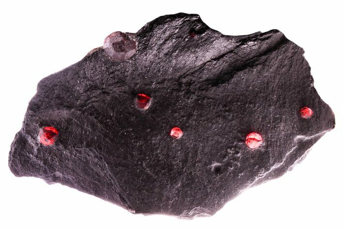 Plate of Seven Red Embers Garnets in Graphite - Massachusetts #375803